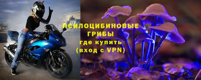 Галлюциногенные грибы Psilocybe  Венёв 